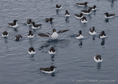 Bunnichs Guillemot  uria lomvia