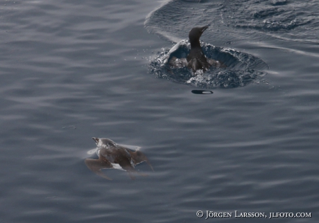 Bunnichs Guillemot  uria lomvia