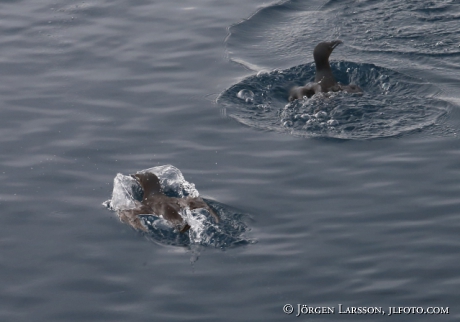 Bunnichs Guillemot  uria lomvia