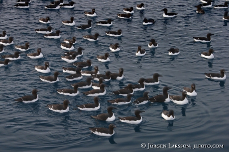 Bunnichs Guillemot  uria lomvia