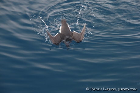 Bunnichs Guillemot  uria lomvia