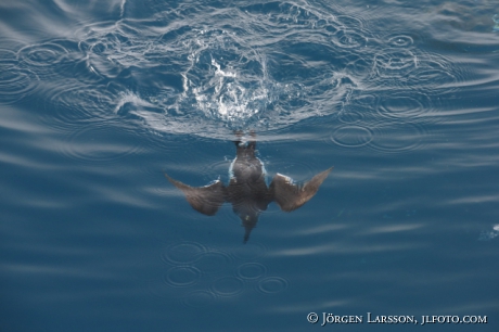 Bunnichs Guillemot  uria lomvia