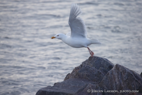 Glaucous gull  Larus hyperboreus