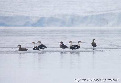 King eider somateria spectabilis 