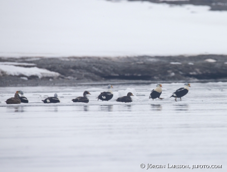 King eider somateria spectabilis 