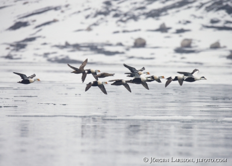 King eider somateria spectabilis 