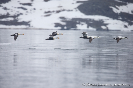 King eider somateria spectabilis 