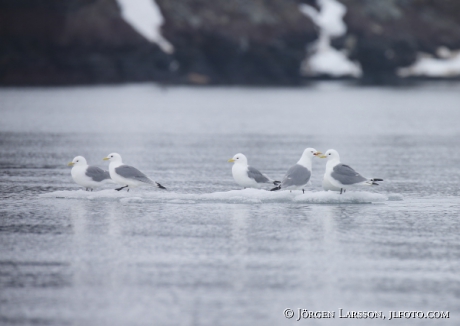 Black Legged Kittiwake   Rissa triddactyla