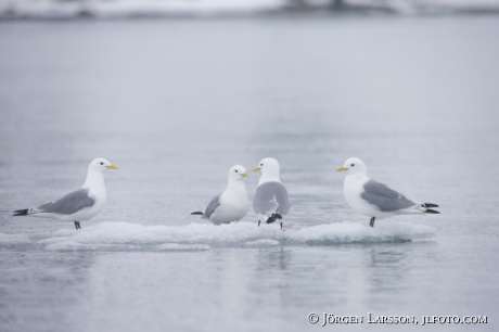 Black Legged Kittiwake   Rissa triddactyla