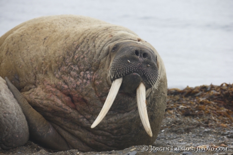 Valross Odobenus rosmarus