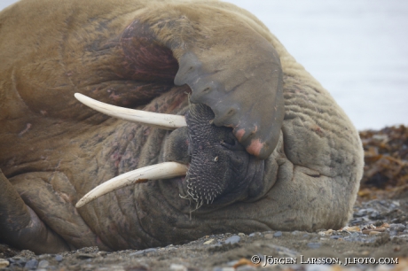 Valross Odobenus rosmarus