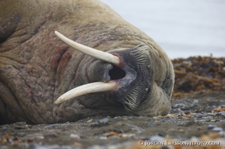 Valross Odobenus rosmarus