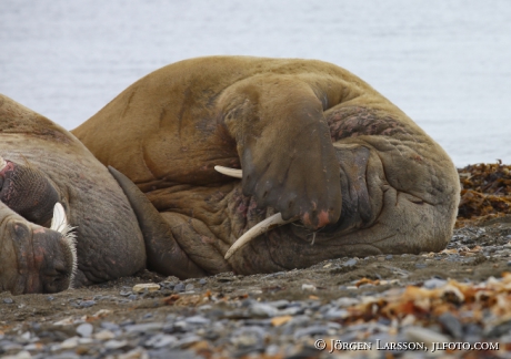 Valross Odobenus rosmarus