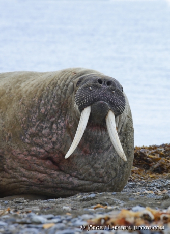 Valross Odobenus rosmarus