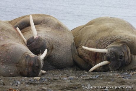 Valross Odobenus rosmarus