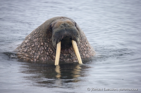 Valross Odobenus rosmarus