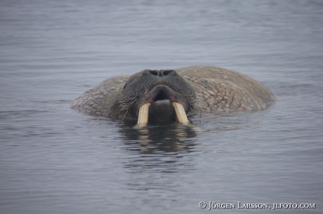 Valross Odobenus rosmarus