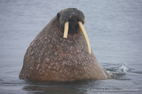 Valross Odobenus rosmarus