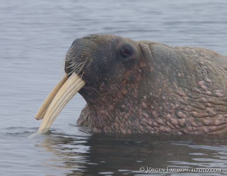 Valross Odobenus rosmarus