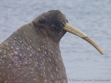 Valross Odobenus rosmarus