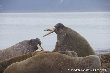 Valross Odobenus rosmarus