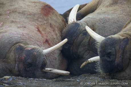 Valross Odobenus rosmarus