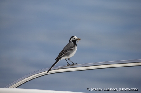 Wagtail Motacilla-alba