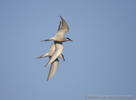 Common tern  