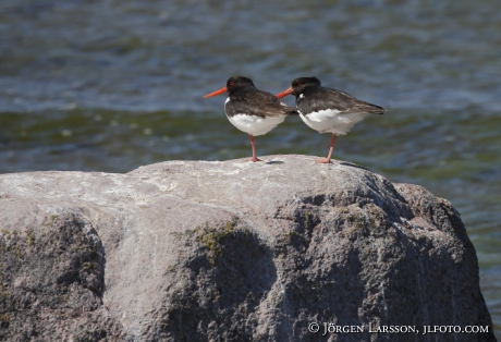 Oystercatcher Haematopus Ostralegus 