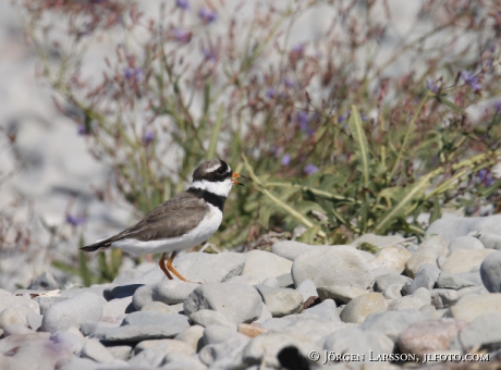 Common ringed plover  