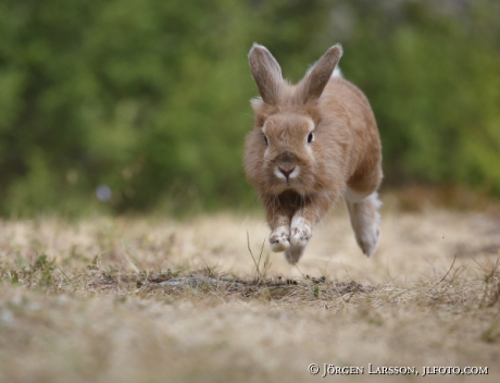 Rabbit