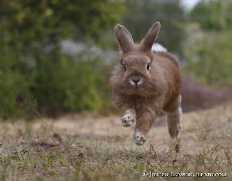 Rabbit