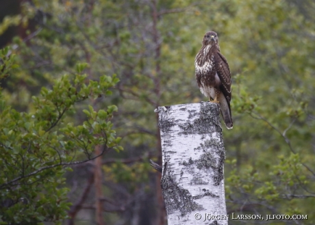 Buzzard Buteo buteo