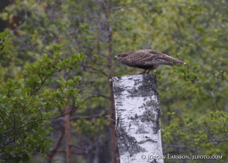 Buzzard Buteo buteo