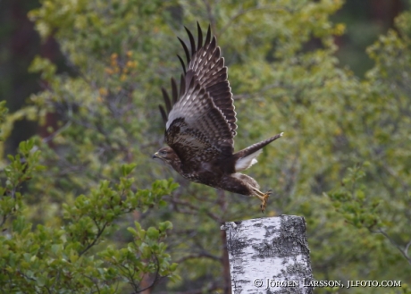 Buzzard Buteo buteo