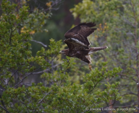 Buzzard Buteo buteo