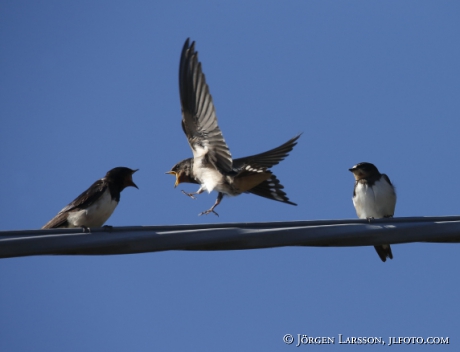 Barn Swallow Hirundo rustica 