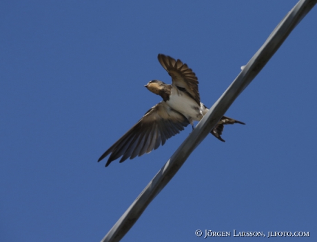 Barn Swallow Hirundo rustica 