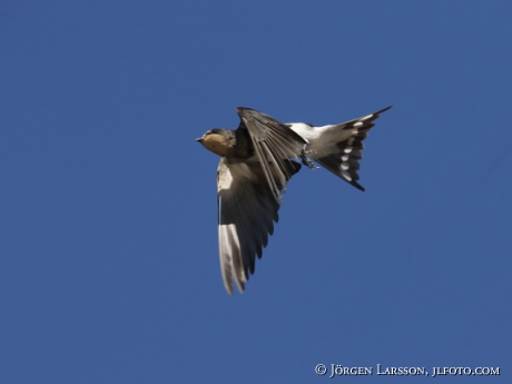 Barn Swallow Hirundo rustica 