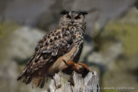 Eagle Owl with squirrel