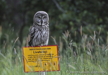 Great Grey Owl  Strix nebulosa Stockholm Sweden