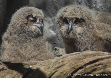 Eagle Owls