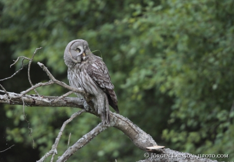 Great Grey Owl  Strix nebulosa Stockholm Sweden