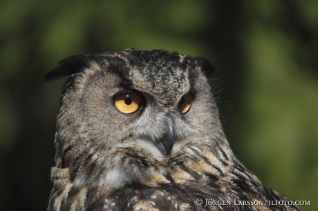 Eagle Owl 