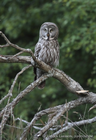 Great Grey Owl  Strix nebulosa Stockholm Sweden