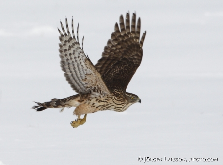  Goashawk accipiter gentilis