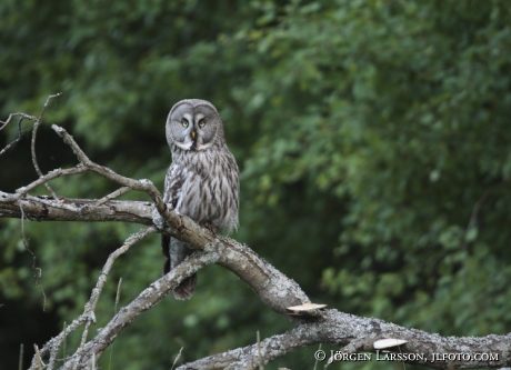 Great Grey Owl  Strix nebulosa Stockholm Sweden