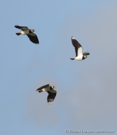 Lapwing Vanellus vanellus 