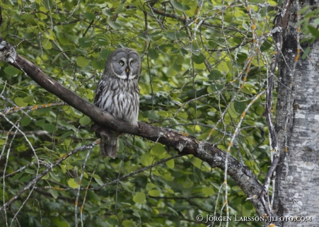 Great Grey Owl  Strix nebulosa Stockholm Sweden