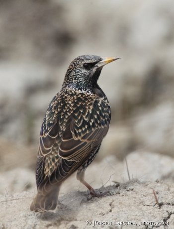 Starling Sturnus vulgaris 